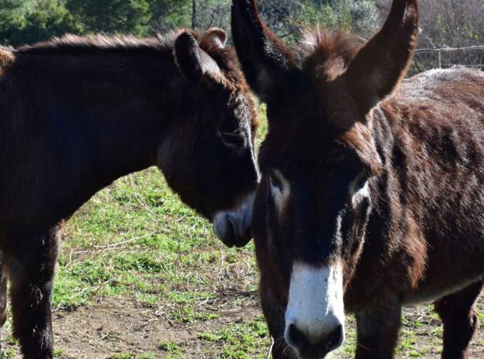 Piemonte, al via il bando regionale per finanziare i santuari per animali: 30mila euro a sostegno delle strutture. La soddisfazione del M5S